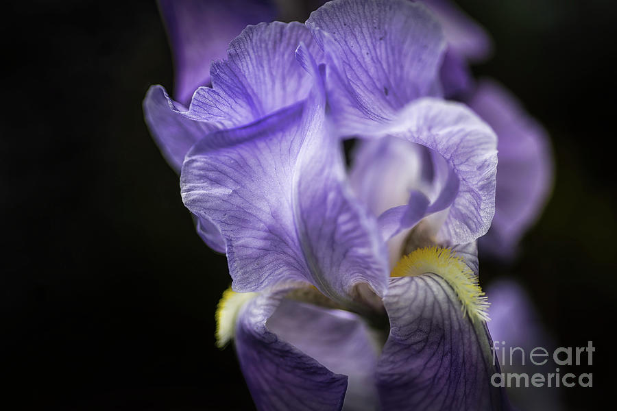 Soul Blossom - Blue Bearded Iris Photograph by Mary Lou Chmura