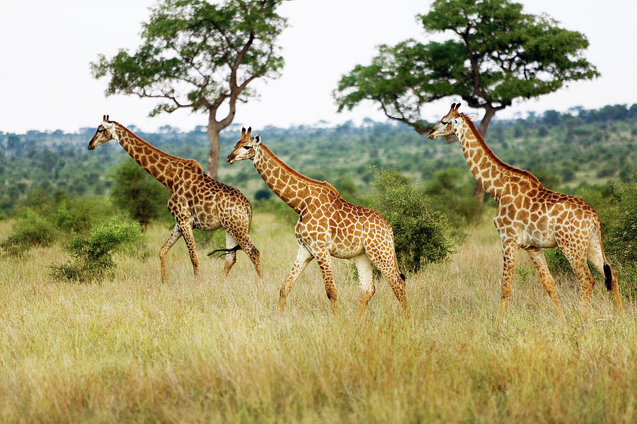 South Africa, Kruger National Park, Giraffes Digital Art by Massimo Ripani