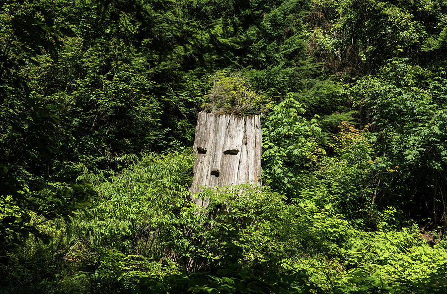 Spirit of the Forest Photograph by Tom Cochran