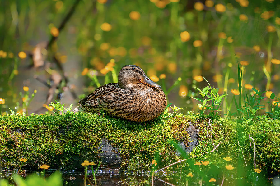 Spring Colors Photograph by James Overesch