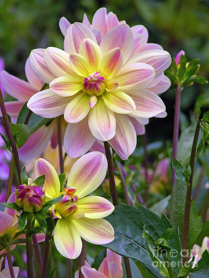 Spring Ecstacy Photograph by Randall Dill