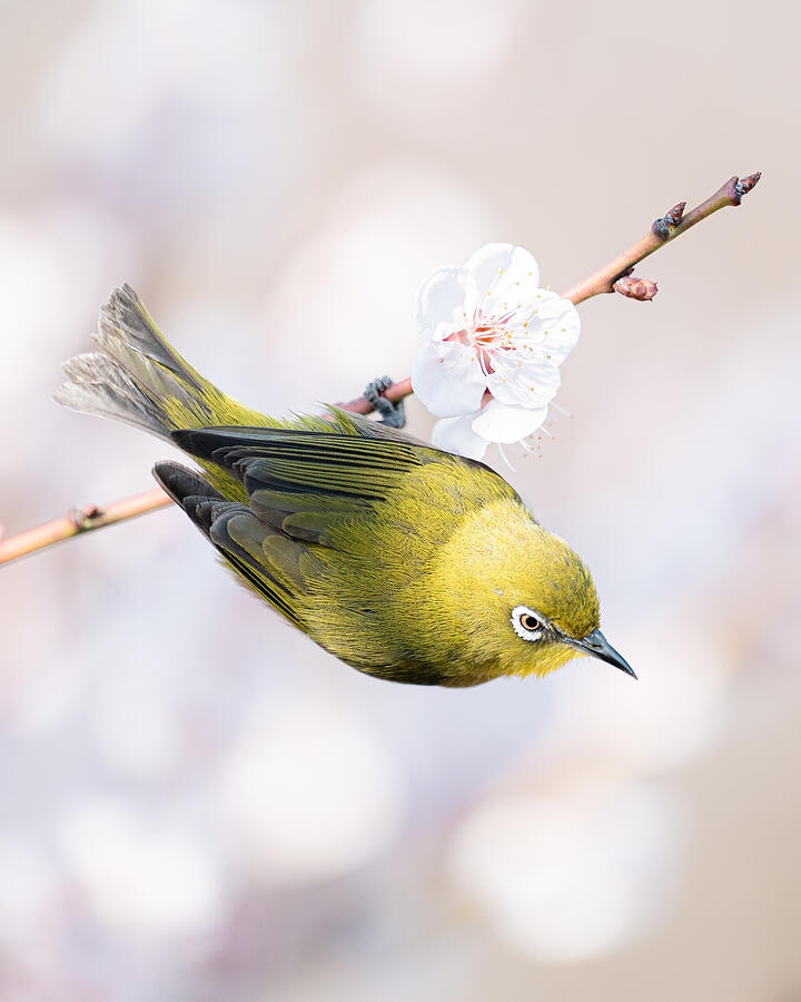 Spring Harmony Spring Harmony by Aragaki Hiroshi