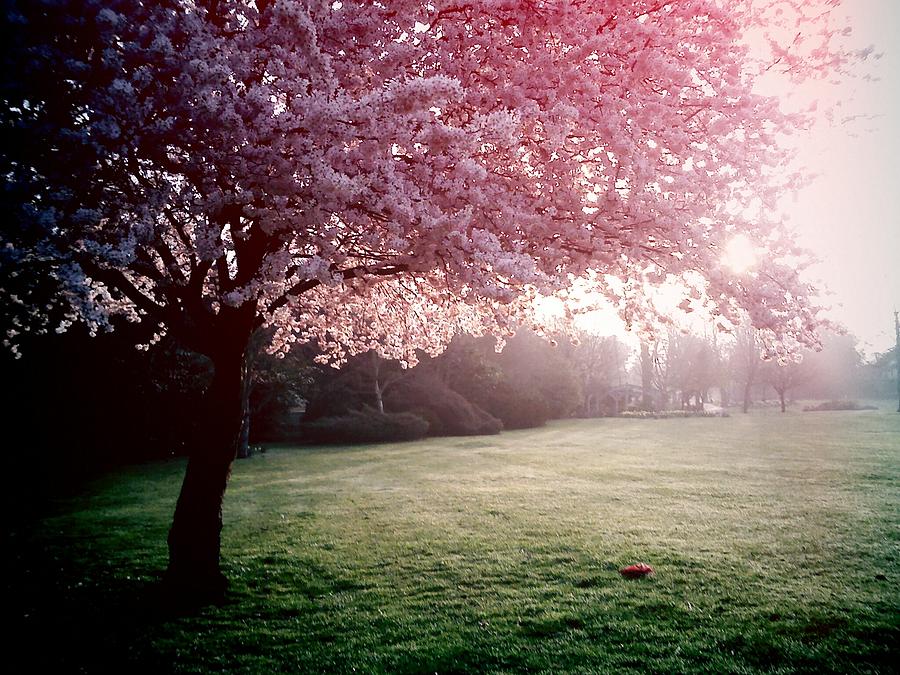 Real Spring Morning Spring Morning by Rl Stars Photographers