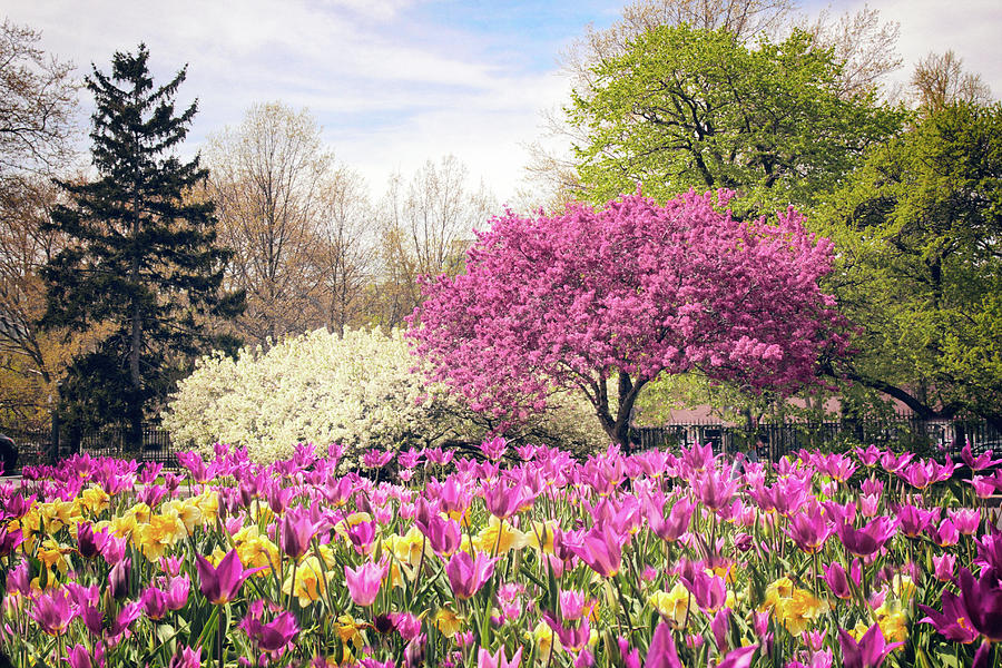 Springtime Tulips Photograph by Jessica Jenney