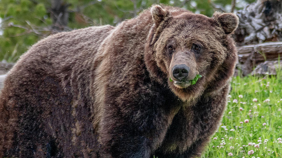 Star of Yellowstone Photograph by Marcy Wielfaert
