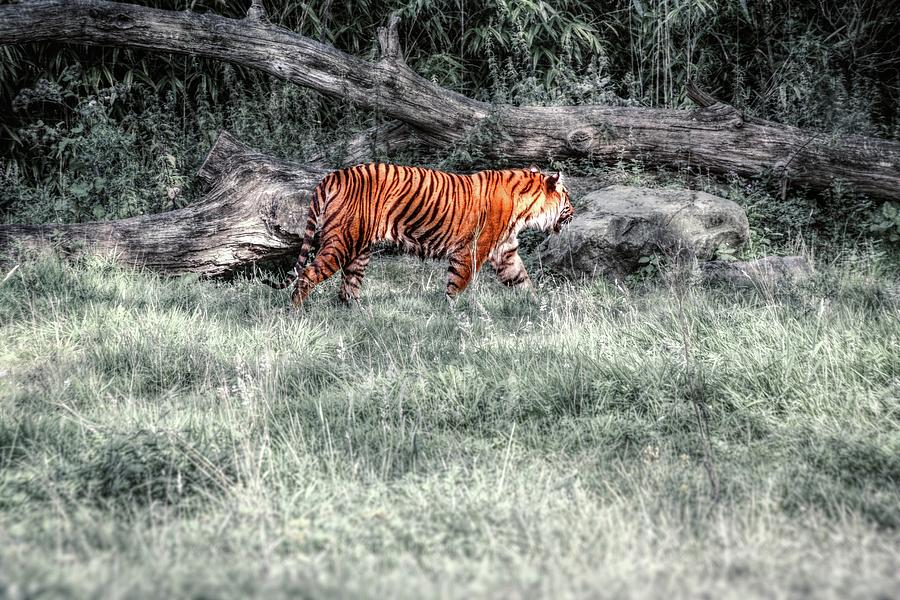 Steps in the Shadows Photograph by Jaroslav Buna