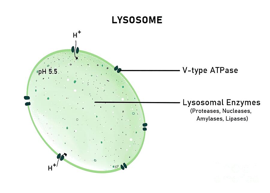 Structure Of Lysosome by Kadambari Pathania / Science Photo Library
