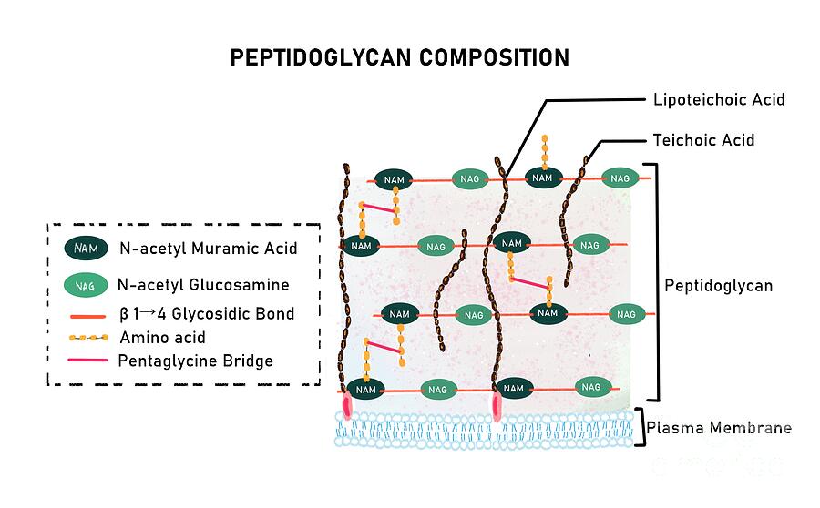 Structure Of Peptidoglycan by Kadambari Pathania / Science Photo Library