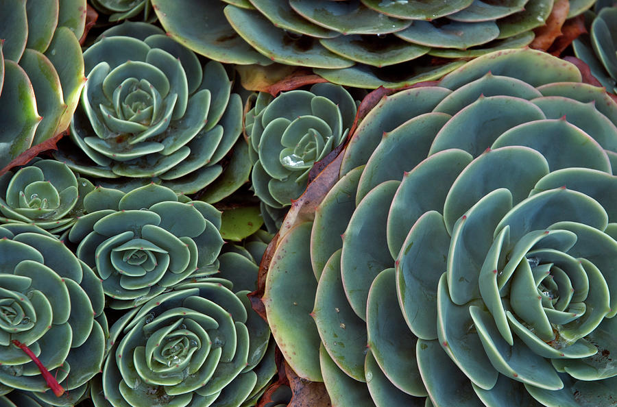 Succulent Pattern by Averyphotography