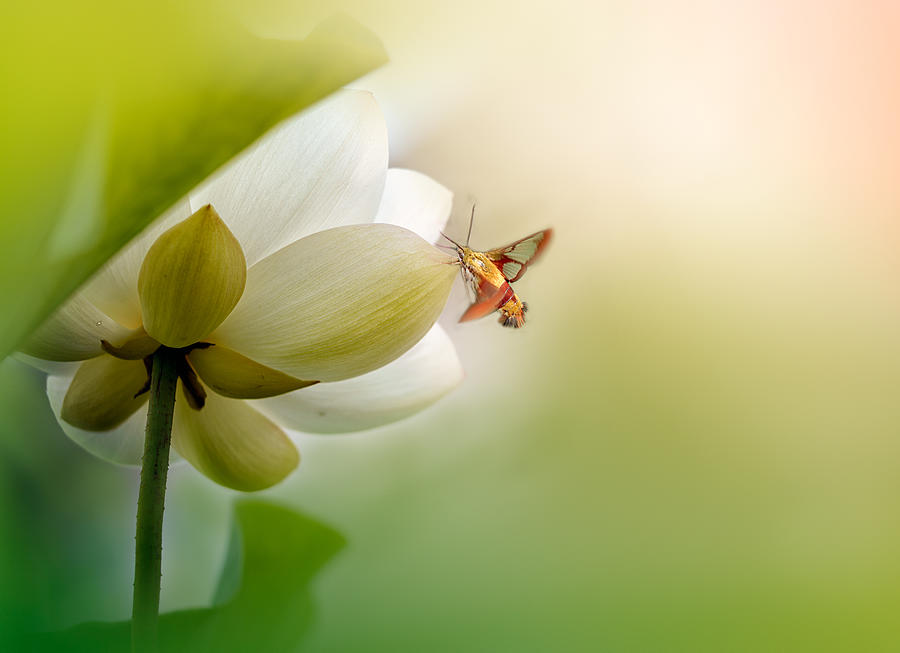 Summer Poem by Ling Lu