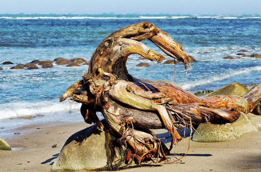 Sunbathing Sea Monster by Kathleen Bishop - Royalty Free and Rights Managed  Licenses