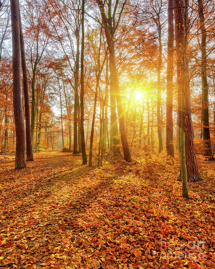 Sunset In The Autumn Forest by Sborisov