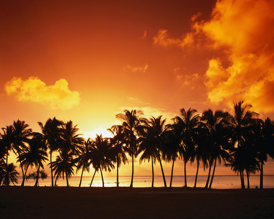 Sunset Over Palm Trees On West Coast by Manfred Gottschalk