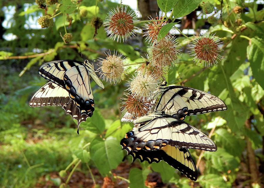 Swallowtail Party Photograph by Karen Stansberry