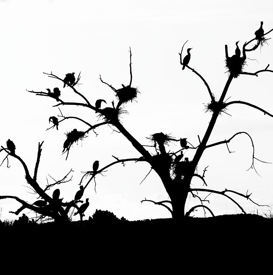 The Birds Photograph by Kevin Schwalbe