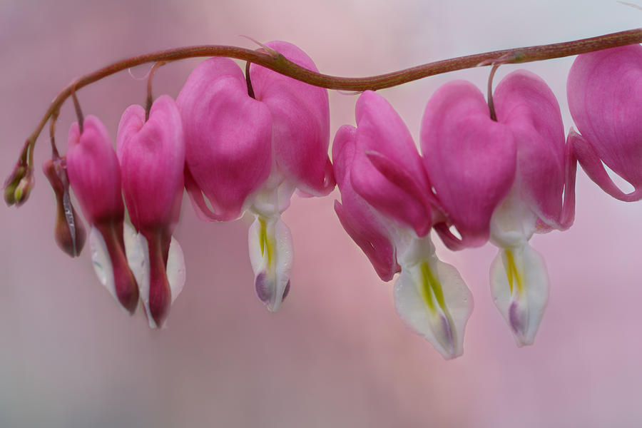 The Bleeding Hearts by Ling Lu