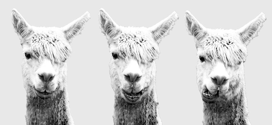 The faces of Alpaca Photograph by Jonny D