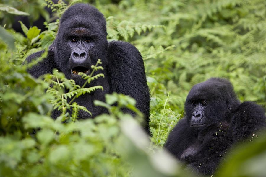 Barunga Ranger The Rangers Of Virunga National Park by Brent Stirton