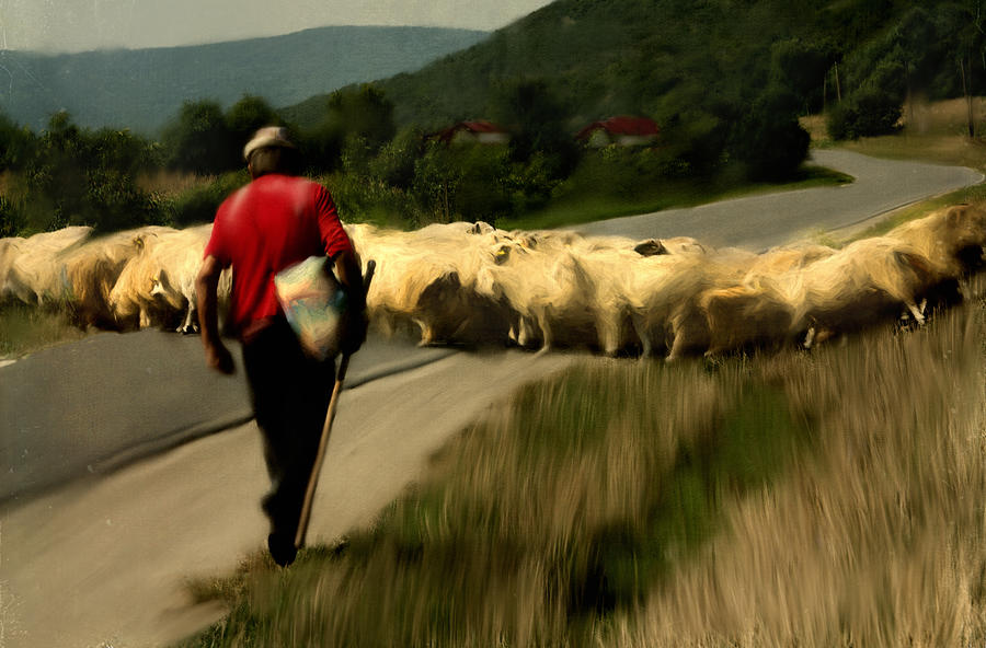 The Shepherd by Rachel Pansky