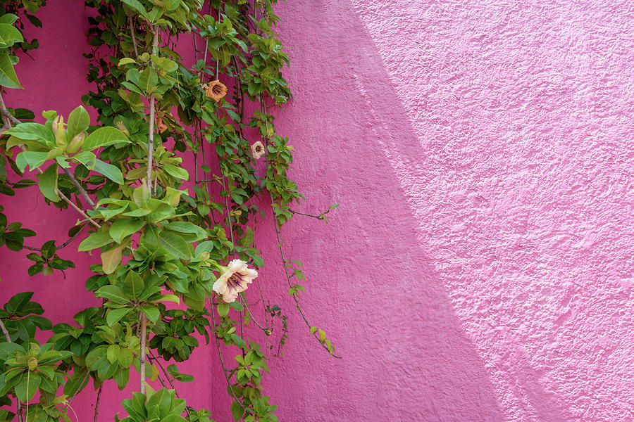 The Vines Photograph by Slow Fuse Photography