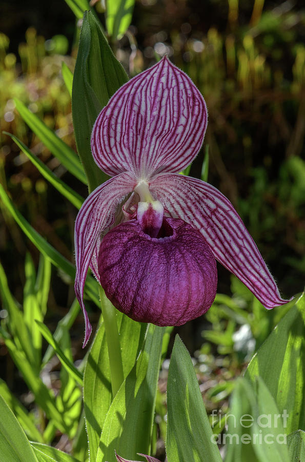 Tibetan Lady's Slipper Orchid (cypripedium Tibeticum Ssp