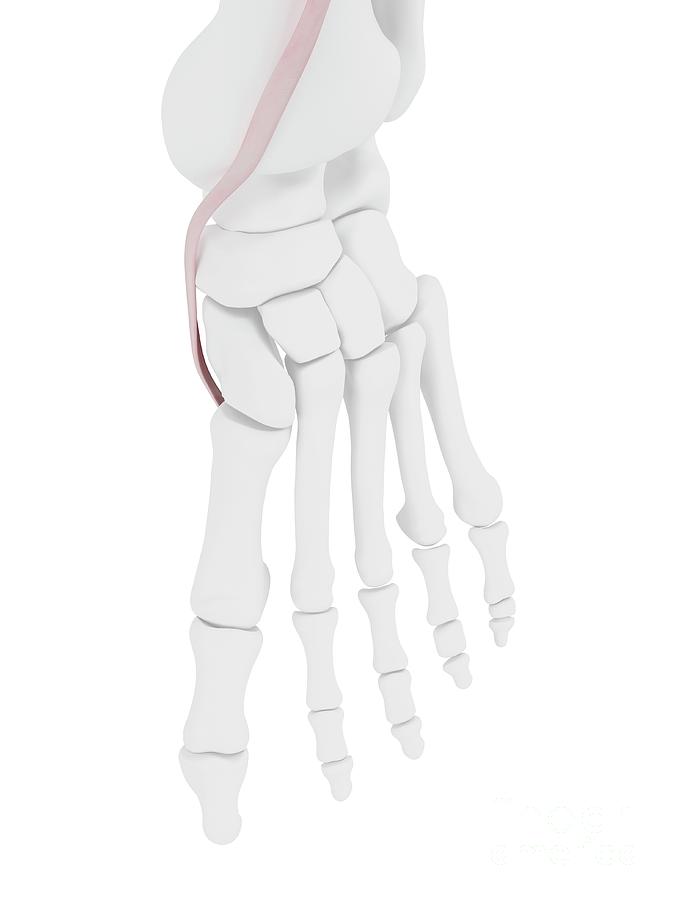 Sebastian Tibia Tibialis Anterior Tendon by 3Dmedisphere / Science Photo Library