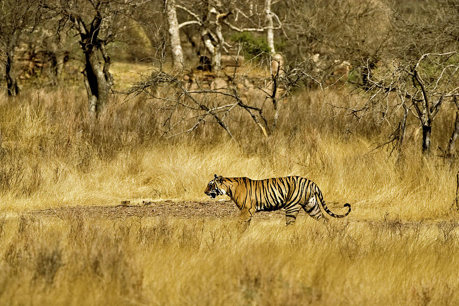 https://images.imagerenderer.com/images/artworkimages/mediumlarge/2/tiger-in-the-dry-deciduous-habitat-aditya-singh.jpg