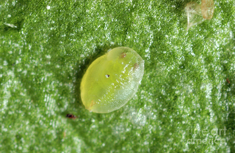 Tobacco Whitefly Nymph by Uk Crown Copyright Courtesy Of Fera / Science  Photo Library