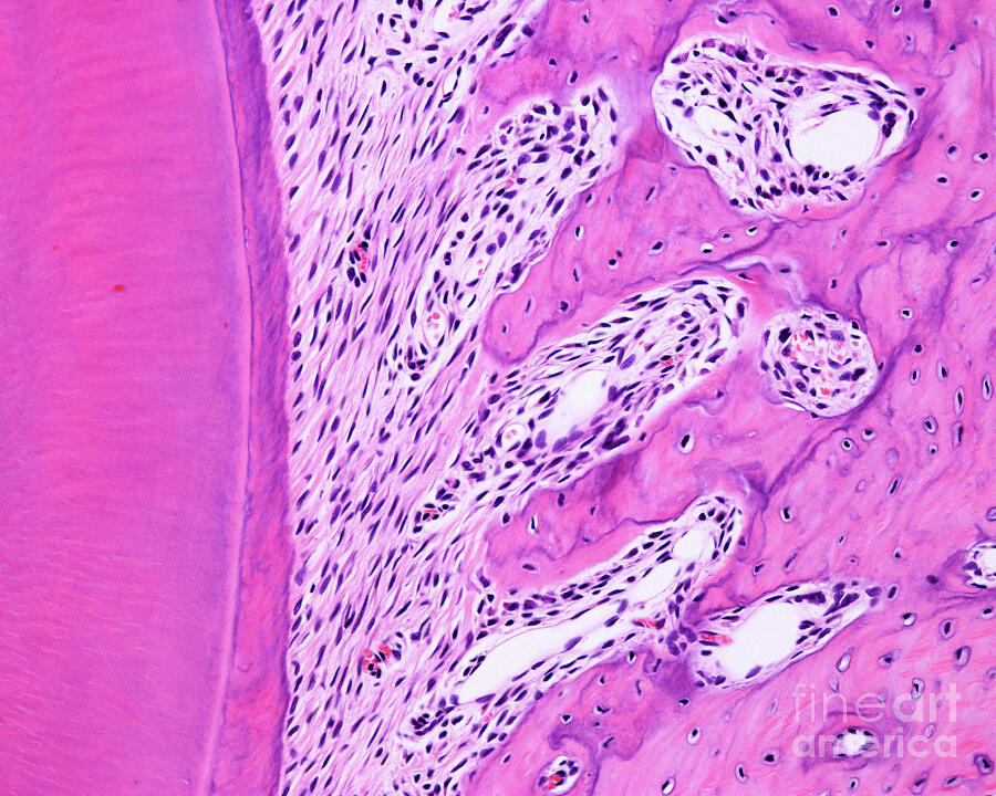 Tooth Root Texture Tooth Root by Jose Calvo / Science Photo Library