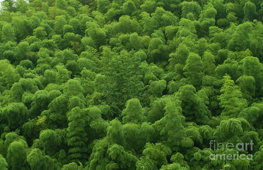Top View Of Bamboo Forest by Yaorusheng