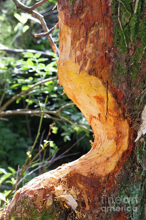 Tree Gnawed By European Beaver by David Woodfall Images / Science Photo ...