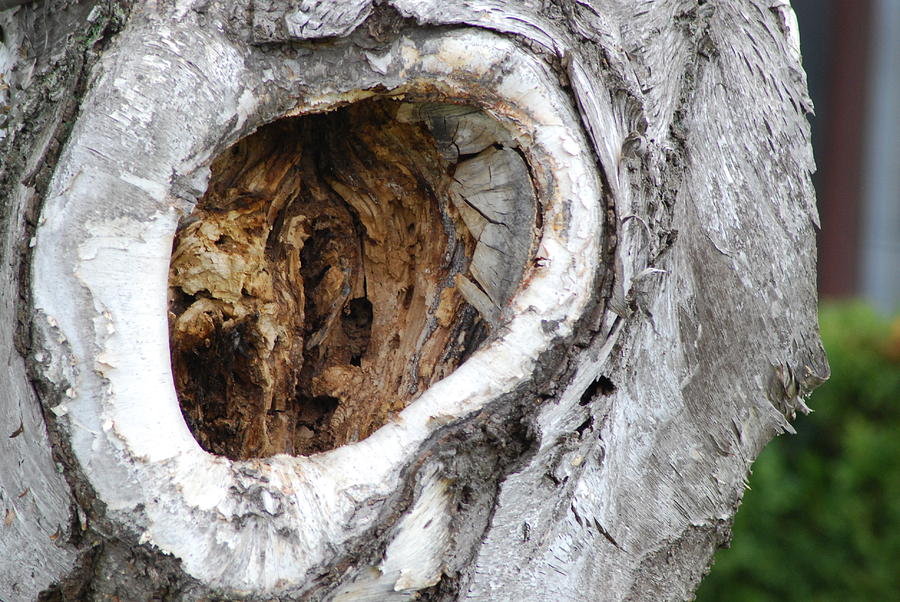 Tree Trunk Decay by Ee Photography - Royalty Free and Rights Managed ...