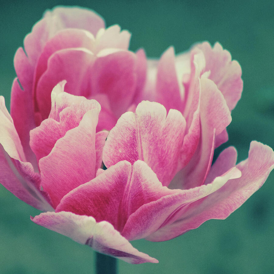 Tulip Photograph by KC Hulsman