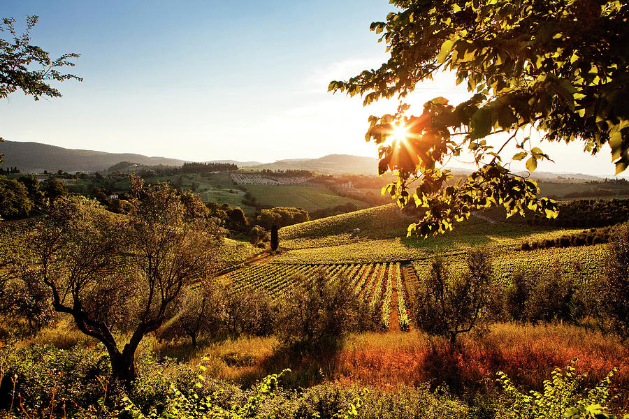 Tuscany, San Gimignano, Vineyards Digital Art by Luigi Vaccarella