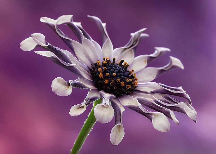 Twists and Turns Photograph by Shirley Mitchell