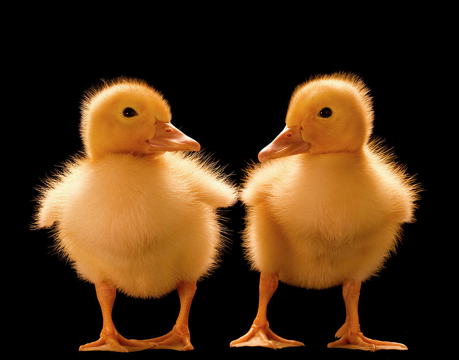 Two Ducklings Looking At One Another by Don Farrall