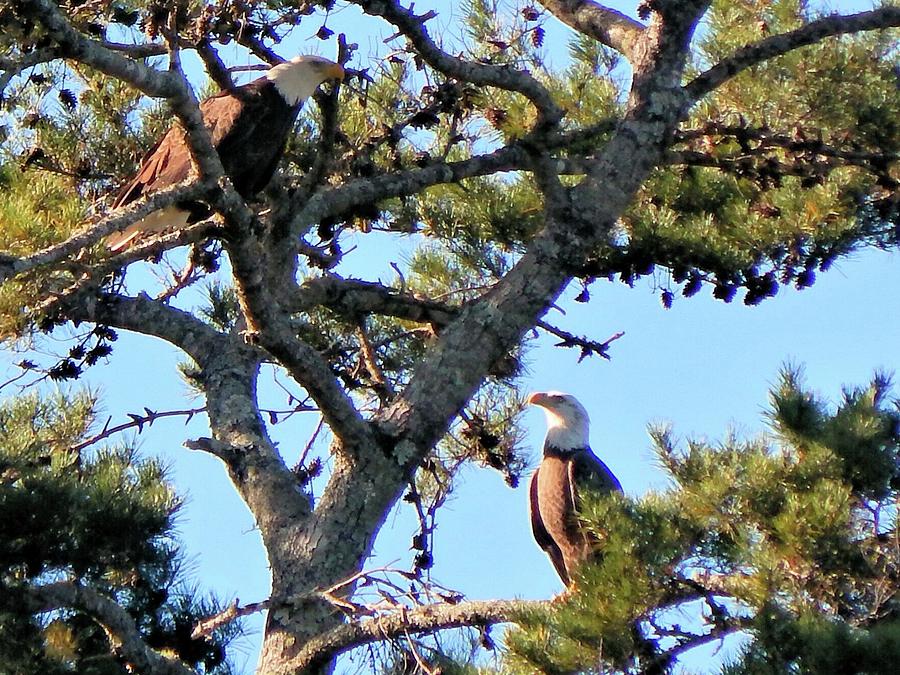 Two Eagles Photograph by Karen Stansberry