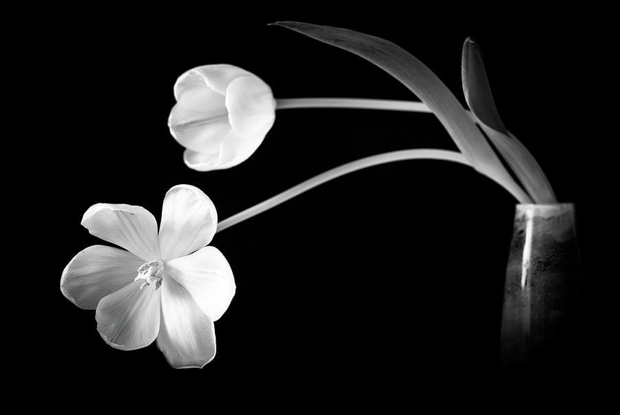 Two Tulips In Vase Black And White by Christiane Zwerg