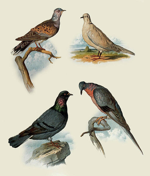 Pigeon Example Types Of Pigeons, 19th C. Illustration by Wellcome Images