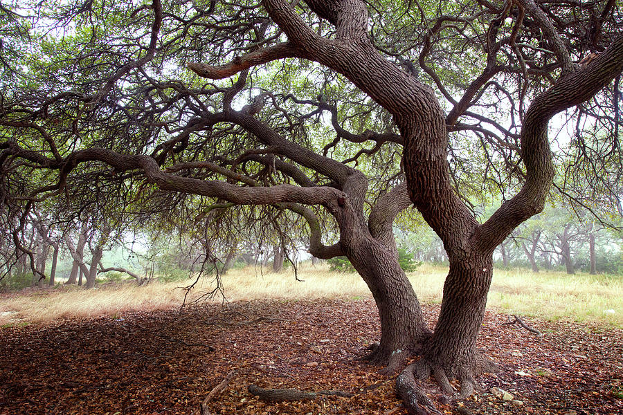 Under Canopy Of Texas Live Oak by Olga Melhiser Photography