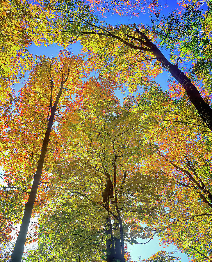Usa, Maine, Fall In Greenville Digital Art by Marco Simoni