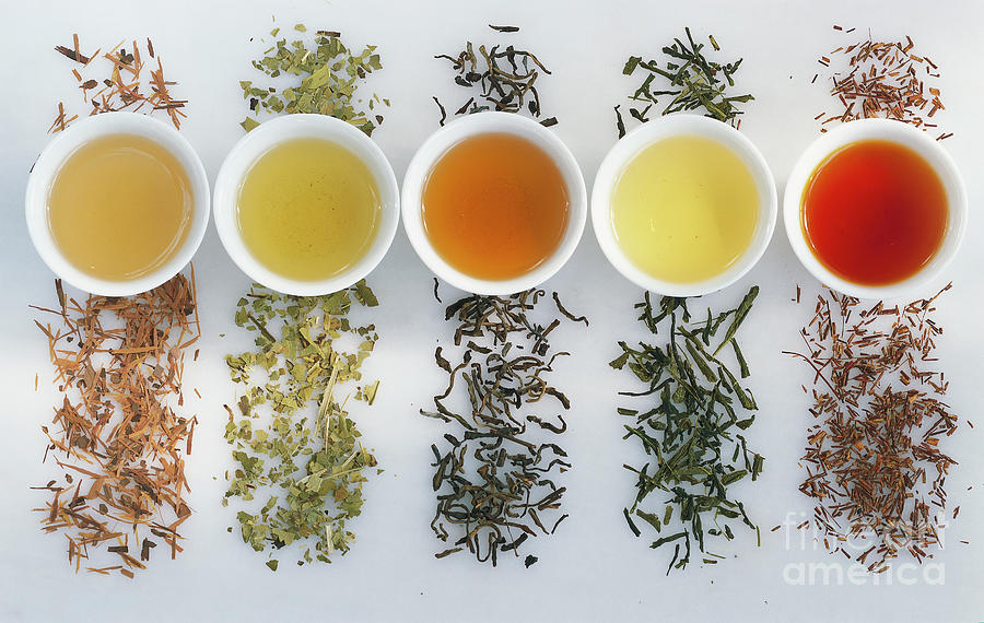 Good Tea Varieties Varieties Of Tea by Maximilian Stock Ltd / Science Photo Library