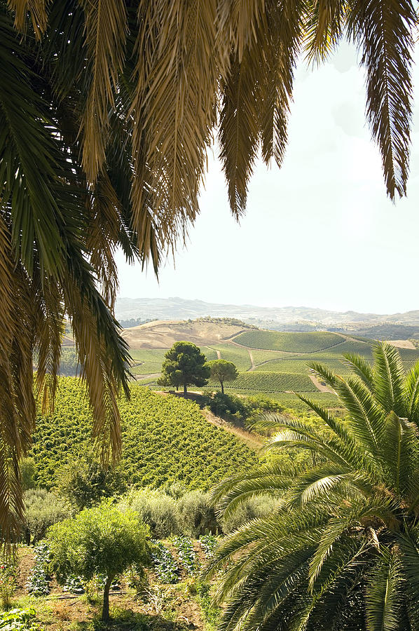 Vineyards, Winery, Palm Trees Digital Art by Guido Cozzi
