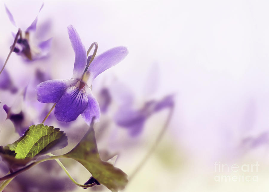 Violet Photograph by Jelena Jovanovic