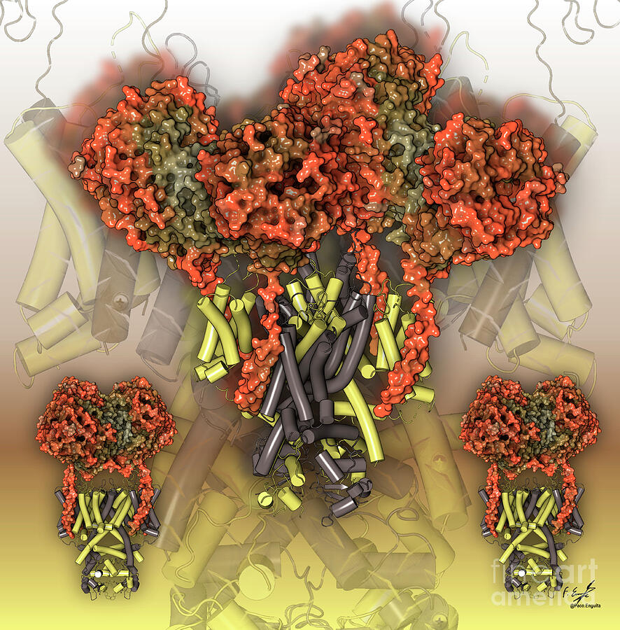 Potassium Gui Voltage-gated Potassium Channel And Modulator by Francisco J. Enguita ...