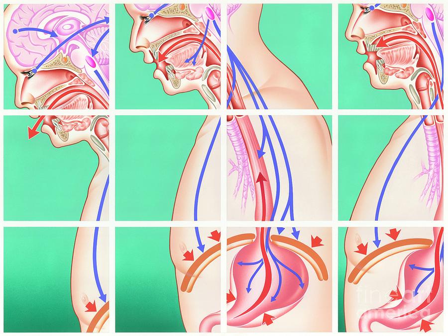 Vomiting Mechanism by John Bavosi / Science Photo Library
