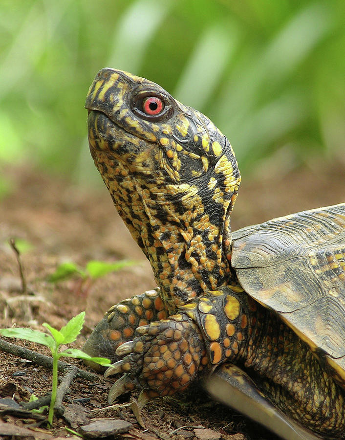 Watchful Eye Photograph by Randall Dill