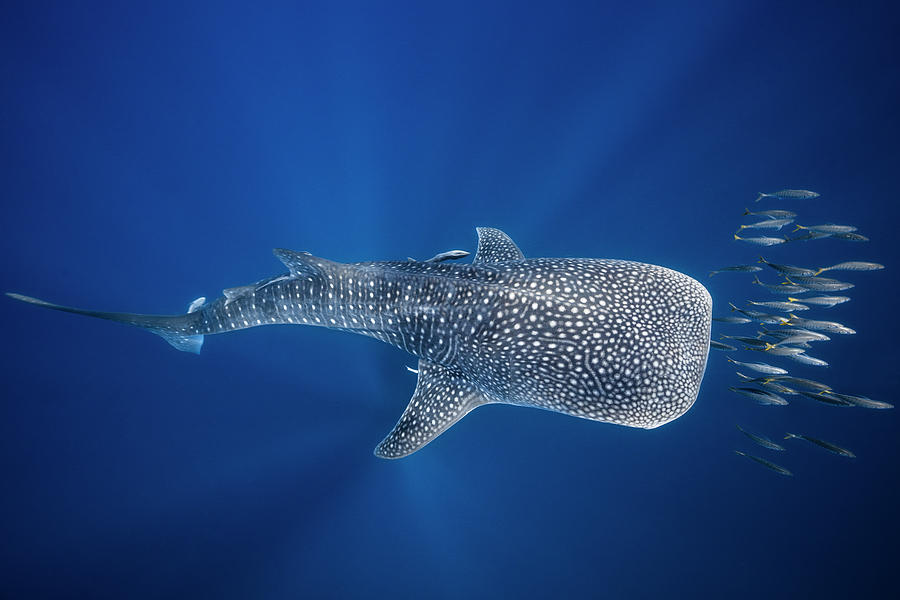 Whale Shark And Tuna Shoal Photograph by Barathieu Gabriel - Metal