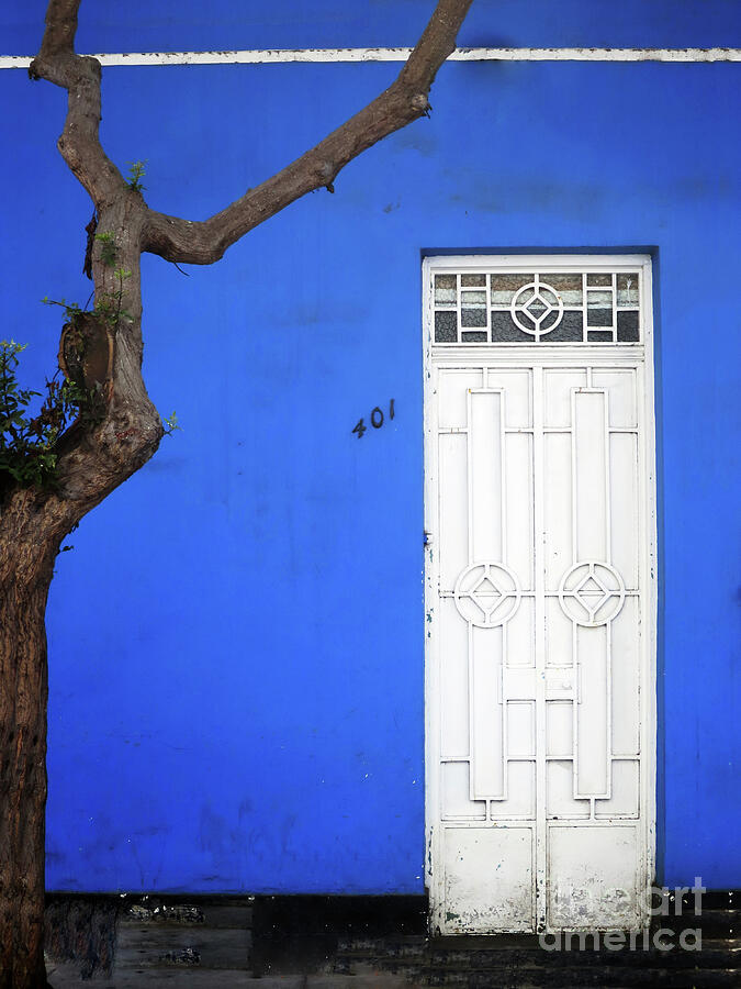 When a Tree Comes Knocking Photograph by Rick Locke - Out of the Corner of My Eye