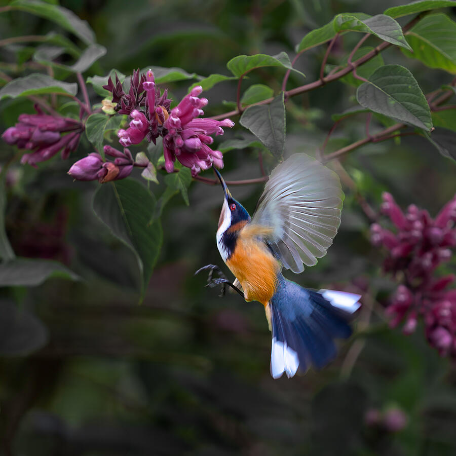 Whisper Of Nectar by Lingling Guan
